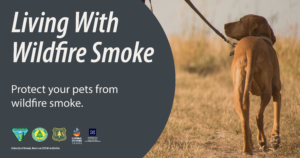 Photo of a dog on a leash outdoors with text that says, “Living With Wildfire Smoke, Protect your pets from wildfire smoke.”