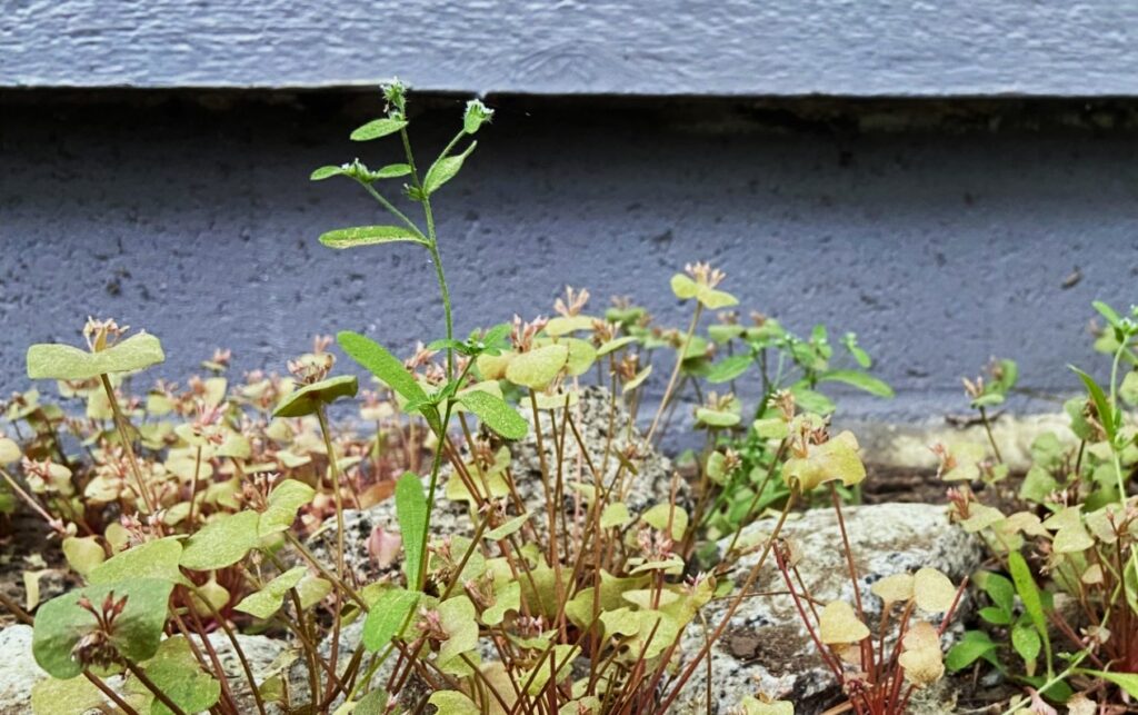 Small, fire adapted plants amongst rocks and dirt next to a gray/blue cement foundation of a house.